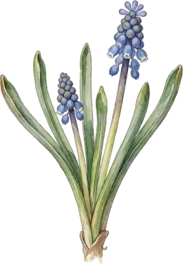 Grape Hyacinth