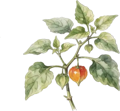 Ground Cherry