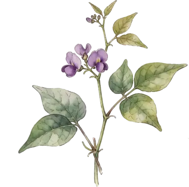 American Groundnut