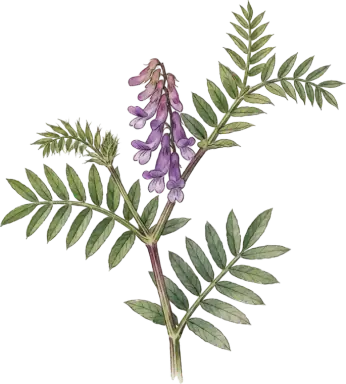 Hairy Vetch