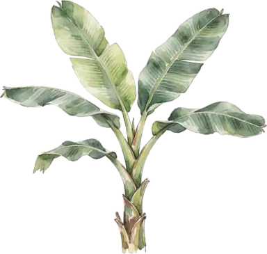 Hardy Banana