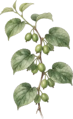 Kiwi