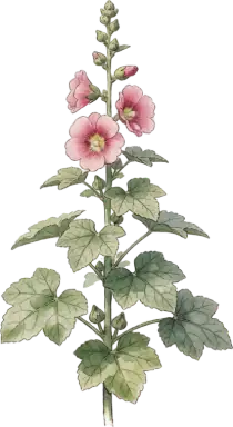 Hollyhock