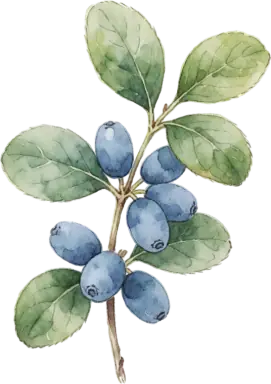 Honeyberry