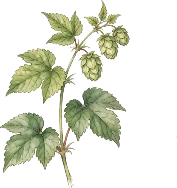 Hops