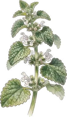 Horehound