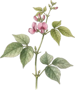 Hyacinth Bean