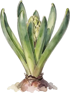 Hyacinth