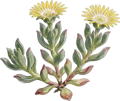 Hardy Ice Plant