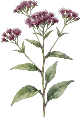Ironweed