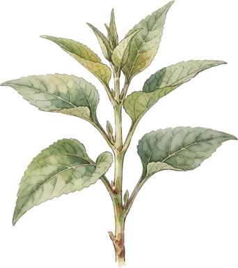 Jerusalem Artichoke