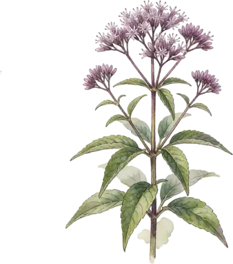 Joe Pye Weed