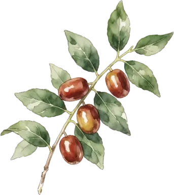 Jujube
