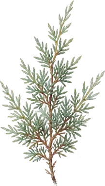Juniper