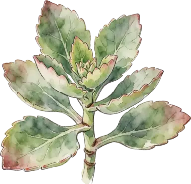 Kalanchoe
