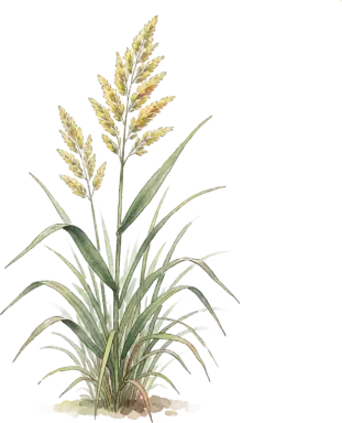 Feather Reed Grass