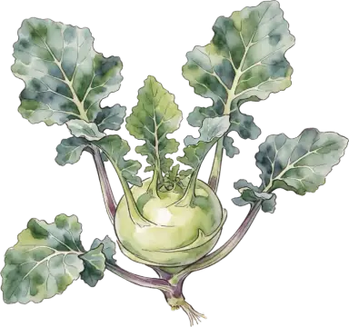 Kohlrabi