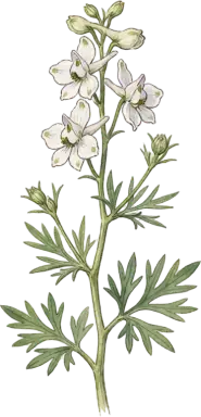 Larkspur