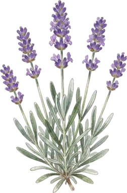 Lavender