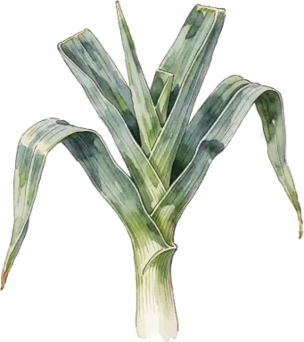 Leek