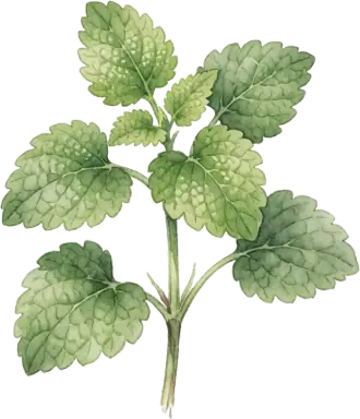 Lemon Balm