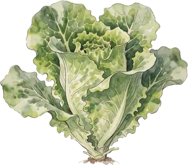 Lettuce