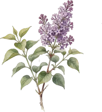 Common Lilac
