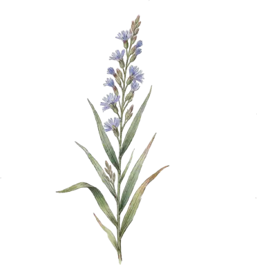 Little Bluestem