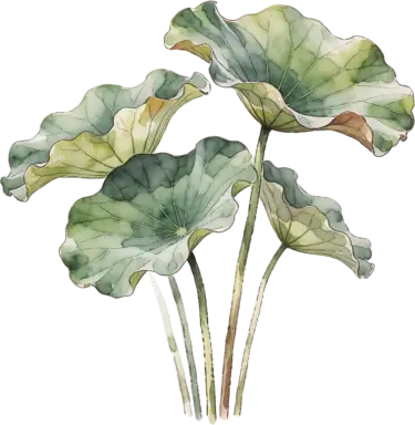 Sacred Lotus
