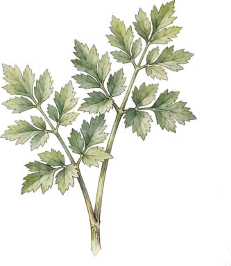 Lovage