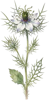 Love-in-a-Mist