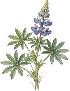 Lupine