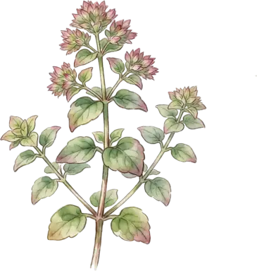 Sweet Marjoram