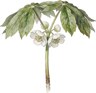 Mayapple
