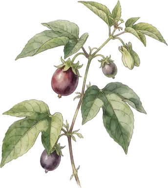 Maypop (Hardy Passionflower)