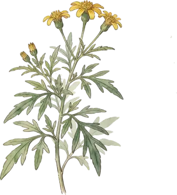 Mexican Tarragon (Winter Tarragon)
