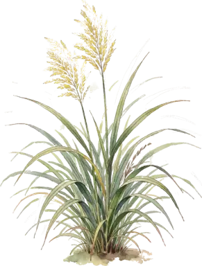 Maiden Grass
