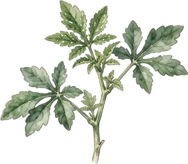Molokhia (Egyptian Spinach)