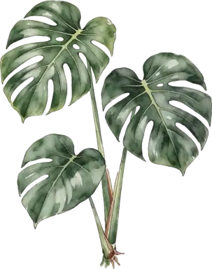 Monstera
