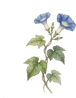 Morning Glory
