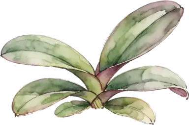Orchid