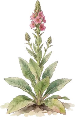 Mullein