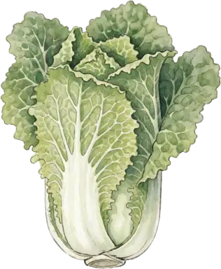 Napa Cabbage (Chinese Cabbage)