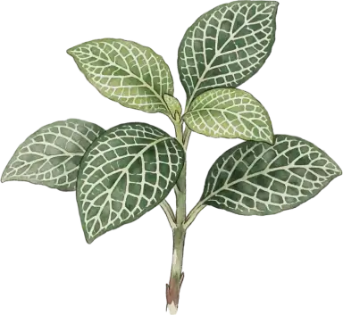 Nerve Plant (Fittonia)