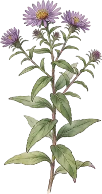 New England Aster