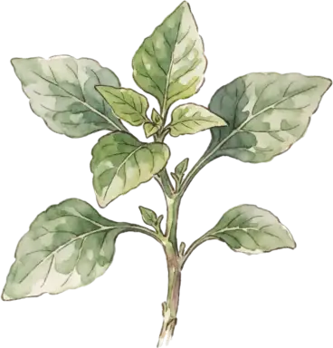New Zealand Spinach