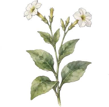 Flowering Tobacco