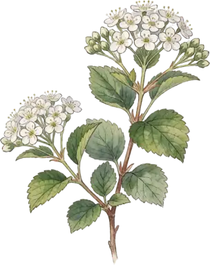 Ninebark