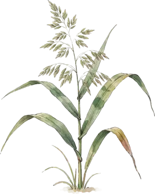 Northern Sea Oats