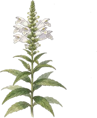 Obedient Plant